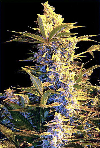 Mi5 Feminized Cannabis Seeds
