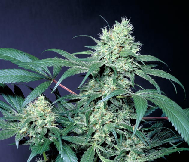 Amsterdam Flame Paradise Seeds
