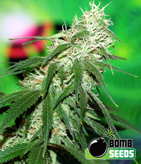 Buzz Bomb Seeds by Bomb Seeds