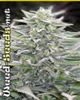 Hashberry Marijuana Seeds
