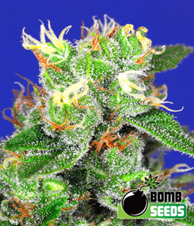 Medi Bomb 2 Seeds by Bomb Seeds