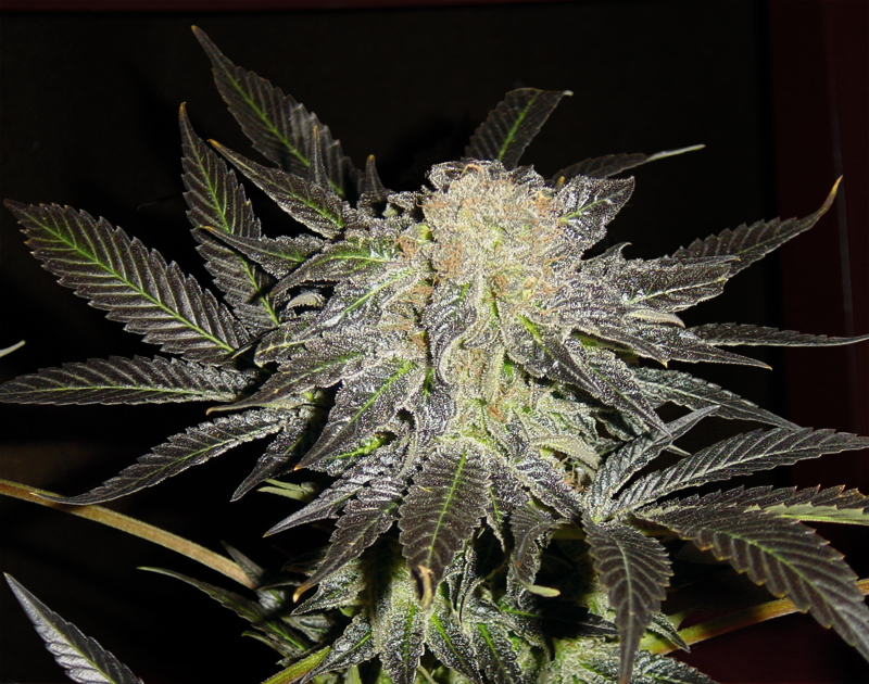 Mendocino Madness TH Seeds