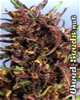 Purple #1 Feminized Marijuana Seeds