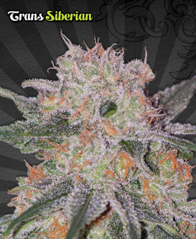 Trans Siberian Feminized Seeds by Auto Seeds