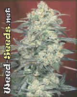AK47 Cannabis Seeds