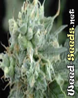 Arjan's Strawberry Haze Marijuana Seeds