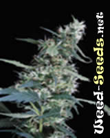 Arjan's Ultra Haze Cannabis Seeds