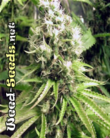 B-52 Cannabis Seeds