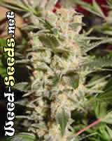 Belladonna Cannabis Seeds