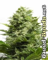 Big Buddha Seeds - Cheese Cannabis Seeds