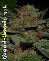 Big Kahuna Cannabis Seeds