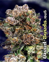 Blueberry Feminized Cannabis Seeds