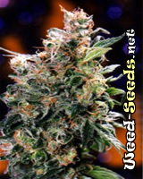 California Orange Bud Marijuana Seeds