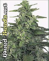 Chronic Cannabis Seeds