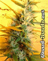 Citral Cannabis Seeds