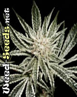 El Nino Feminized Marijuana Seeds