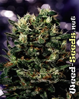 Euforia Feminized Marijuana Seeds