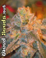 Grapefruit Feminized Marijuana Seeds