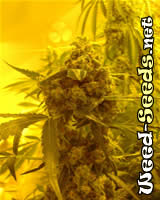Hash Plant Marijuana Seeds