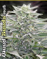 Hashberry Marijuana Seeds