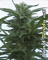 Hawaii Maui Waui Marijuana Seeds