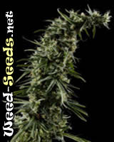 Hawaiian Snow Feminized Marijuana Seeds