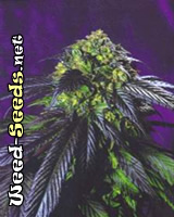 Haze Cannabis Seeds