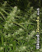 Haze 19 x Skunk Marijuana Seeds