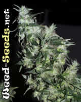 Haze Special Cannabis Seeds