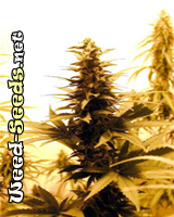 Hindu Kush Cannabis Seeds