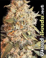 Indoor Mix Feminized Cannabis Seeds