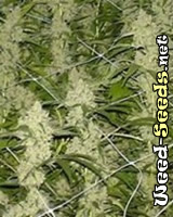 K2 Marijuana Seeds