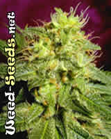 KC39 Cannabis Seeds