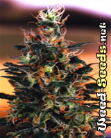 Khola Feminized Marijuana Seeds