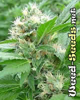 Magic Bud Marijuana Seeds