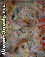 Maroc Feminized Marijuana Seeds