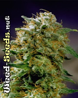 Mazar Feminized Marijuana Seeds