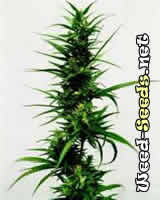 Mixed Sativa Marijuana Seeds