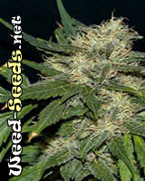 Northern Lights Cannabis Seeds