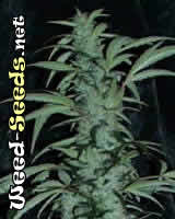 Northern Lights Special Marijuana Seeds