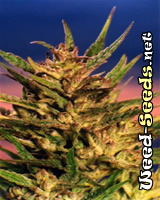 Passion #1 Feminized Marijuana Seeds