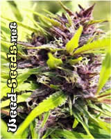 Purple Power Cannabis Seeds