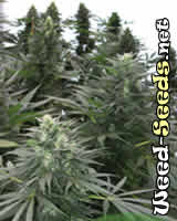 Safari Mix Marijuana Seeds