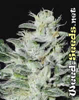 Sensi Star Marijuana Seeds