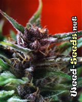 Shaman Feminized Marijuana Seeds