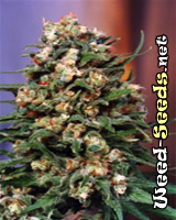 Skunk #11 Feminized Cannabis Seeds