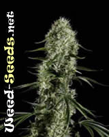 Super Silver Haze Feminized Cannabis Seeds