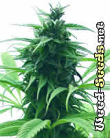 Super Skunk Marijuana Seeds