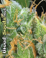 White Lightning Cannabis Seeds