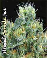 White Lightning Cannabis Seeds